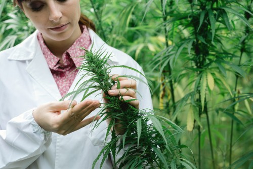 Woman inspecting hemp plant